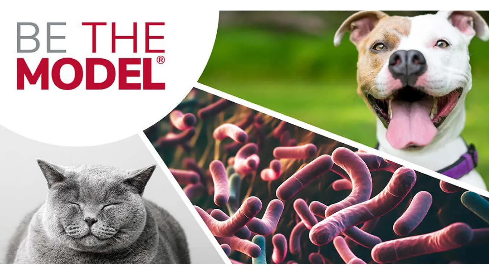 Be the model with cat, dogs, worms