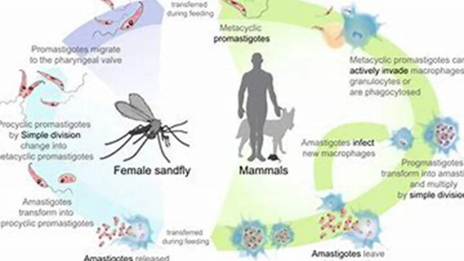 Leishmaniasis life cycle