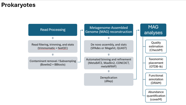 Prokaryotes pipeline see text below